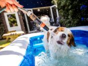 Deze hond zoekt verkoeling