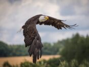 Eagle